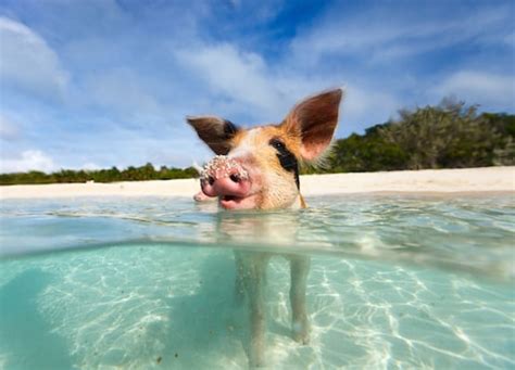 Swimming with Pigs and More: Unique Pearl Island。